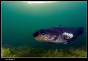 Wels catfish :-D by Daniel Strub 